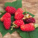 Mûre fruticosus Tayberry Bounty Berry 'YANTAY'