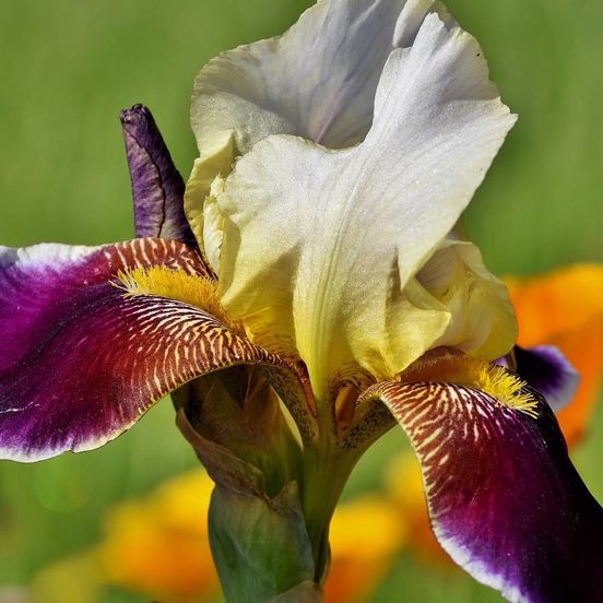 Iris des jardins Accent Variegata