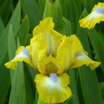 Iris des jardins Granada Gold
