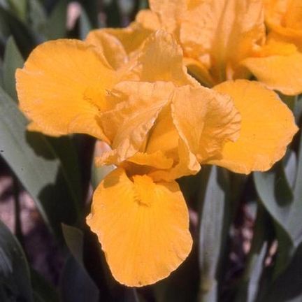 Iris nain lilliput Orange Caper