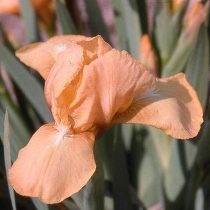 Iris nain lilliput Melon Honey