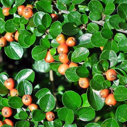 Cotoneaster x Evergreen