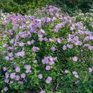 Hibiscus syriacus Lavender Chiffon® 'Notwoodone' 