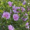 Hibiscus syriacus Lavender Chiffon® 'Notwoodone'