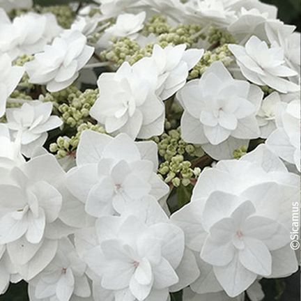 Hortensia macrophylla Wedding Gown® - SILENCE, ça pousse !