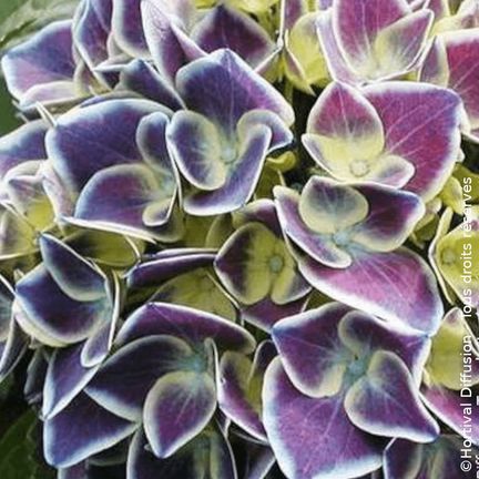 Hortensia macrophylla Tivolia® Bleu - SILENCE, ça pousse !