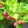 Groseillier à maquereaux uva-crispa Worcesterberry