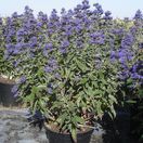 Caryopteris x clandonensis Grand Bleu® 'Inoveris'