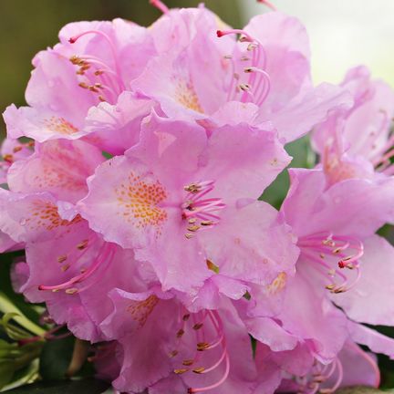 Rhododendron x Christmas Cheer