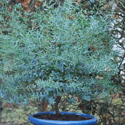 Eucalyptus gunni France Bleu® 'Rengun'