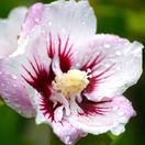 Hibiscus syriacus Pinky Spot® 'Minspot'