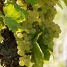 Vigne vinifera Centennial Seedless