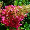 Hortensia paniculata Magical®Fire 'Bokraplume'