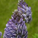 Glycine d'Amérique frutescens Longwood Purple