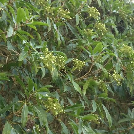 Hortensia serratifolia