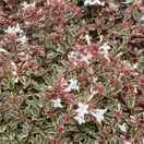 Abélie à grandes fleurs grandiflora Confetti® 'Conti' 