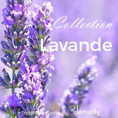Collection Lavande