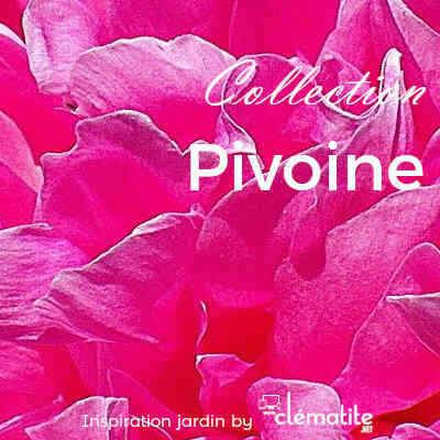 Collection Pivoine