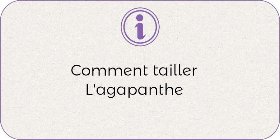 Comment tailler l'agapanthe