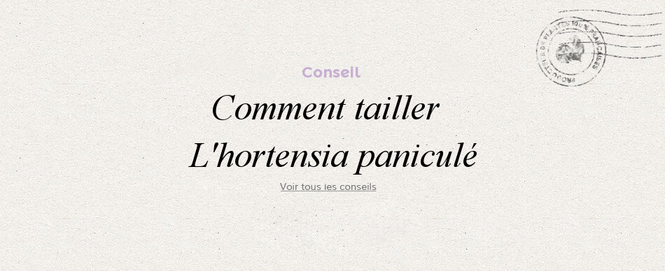 Comment tailler l'hortensia paniculata
